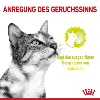 ROYAL CANIN SENSORY Smell in Soße für wählerische Katzen 12x85g