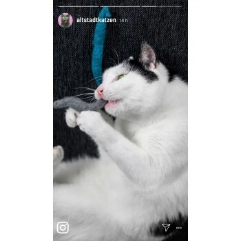 Kater Kasimir Deluxe Set mit 9 beliebten Katzenspielzeugen aus Naturmaterial und handgemachtem CATMOM Armband