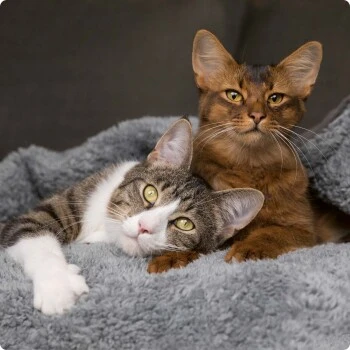 SELECT GOLD Adult Pure in Soße Huhn 12x85 g