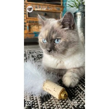 Kater Kasimir Deluxe Set mit 9 beliebten Katzenspielzeugen aus Naturmaterial und handgemachtem CATMOM Armband