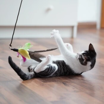 Schlitzohr stabile Katzenangel Arnold