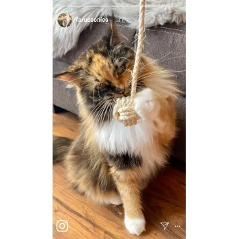 Kater Kasimir Deluxe Set mit 9 beliebten Katzenspielzeugen aus Naturmaterial und handgemachtem CATMOM Armband