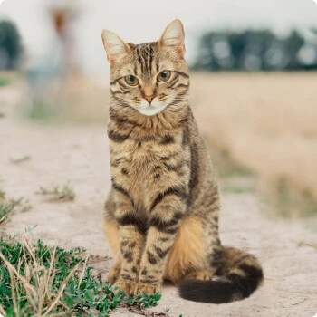 REAL NATURE Adult Mixpaket Wurst 12x70g