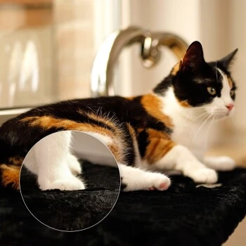 Lionto Katzenliege für Fensterbank schwarz