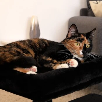 Lionto Kratzbaum 50 cm schwarz