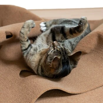 Canadian Cat Company Spielteppich für Katzen braun